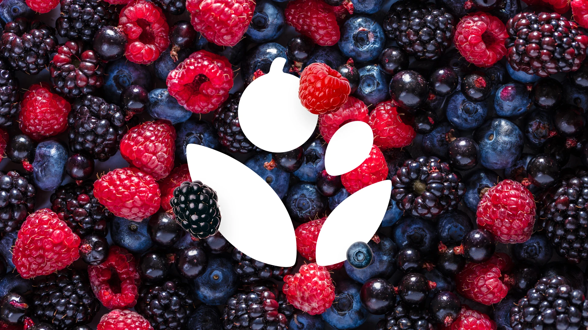 Frunutex_prezentacja9